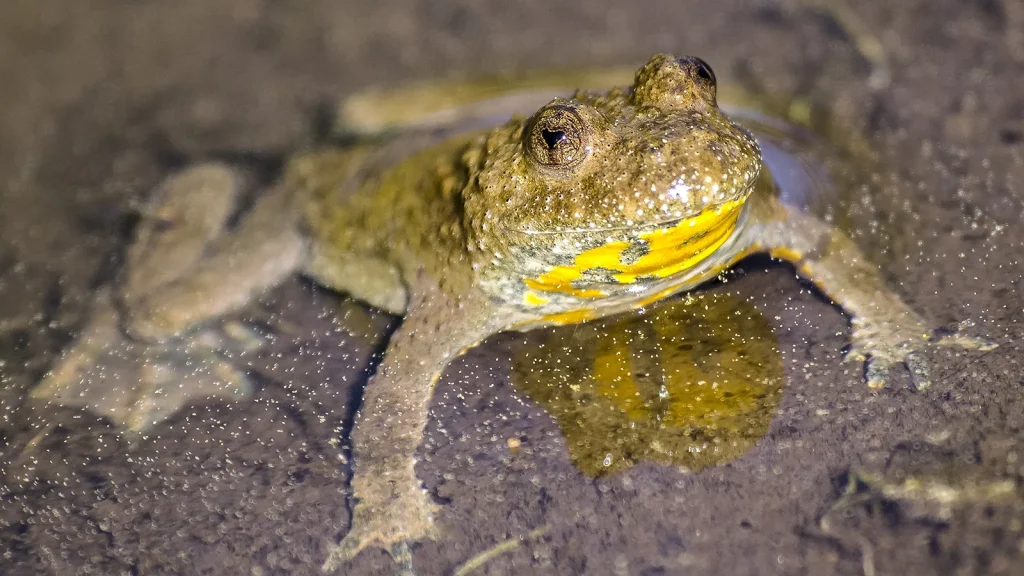 suoneria dal ventre giallo